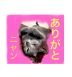 癒しネコぷる〜（個別スタンプ：29）
