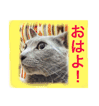 癒しネコぷる〜（個別スタンプ：30）