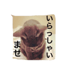 癒しネコぷる〜（個別スタンプ：32）