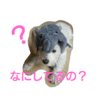 ミニチュアシュナウザー♡(ナムくん)（個別スタンプ：4）
