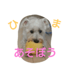 ミニチュアシュナウザー♡(ナムくん)（個別スタンプ：7）