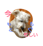 ミニチュアシュナウザー♡(ナムくん)（個別スタンプ：11）