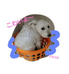 ミニチュアシュナウザー♡(ナムくん)（個別スタンプ：13）