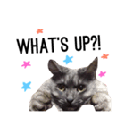 愛猫レオちゃん（個別スタンプ：5）