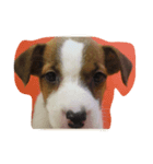 私の犬たち（個別スタンプ：1）
