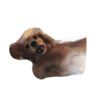 私の犬たち（個別スタンプ：2）