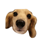 私の犬たち（個別スタンプ：3）