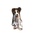 私の犬たち（個別スタンプ：4）