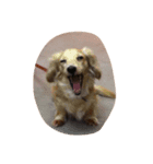 私の犬たち（個別スタンプ：5）