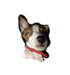 私の犬たち（個別スタンプ：6）