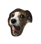 私の犬たち（個別スタンプ：7）