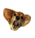 私の犬たち（個別スタンプ：8）