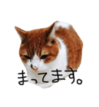 ぽーちゃん、（個別スタンプ：3）