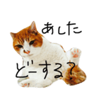 ぽーちゃん、（個別スタンプ：4）