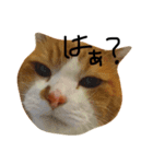 ぽーちゃん、（個別スタンプ：5）