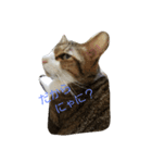 可愛い猫れーくん（個別スタンプ：1）