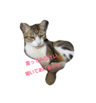 可愛い猫れーくん（個別スタンプ：2）