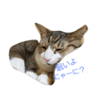可愛い猫れーくん（個別スタンプ：3）