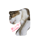 可愛い猫れーくん（個別スタンプ：4）