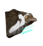 可愛い猫れーくん（個別スタンプ：5）
