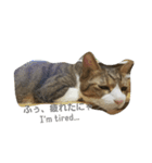 可愛い猫れーくん（個別スタンプ：6）