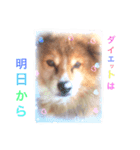 愛犬 チョコ マロン（個別スタンプ：1）