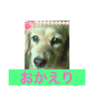 愛犬 チョコ マロン（個別スタンプ：2）
