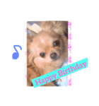 愛犬 チョコ マロン（個別スタンプ：3）
