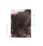 愛犬 チョコ マロン（個別スタンプ：4）