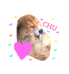 愛犬 チョコ マロン（個別スタンプ：5）