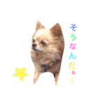 愛犬 チョコ マロン（個別スタンプ：6）