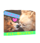 愛犬 チョコ マロン（個別スタンプ：7）