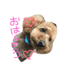 愛犬ぷーた（個別スタンプ：1）