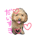 愛犬ぷーた（個別スタンプ：3）