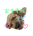 愛犬ぷーた（個別スタンプ：5）