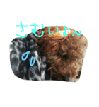 愛犬ぷーた（個別スタンプ：7）
