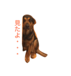 dog's＆cat3（個別スタンプ：2）