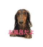 dog's＆cat3（個別スタンプ：4）