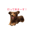 dog's＆cat3（個別スタンプ：7）