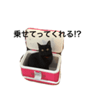 dog's＆cat3（個別スタンプ：12）