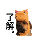 dog's＆cat3（個別スタンプ：13）