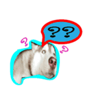 Husky PeDro（個別スタンプ：1）