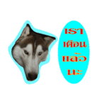 Husky PeDro（個別スタンプ：2）