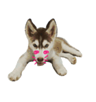 Husky PeDro（個別スタンプ：3）