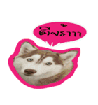 Husky PeDro（個別スタンプ：4）