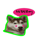 Husky PeDro（個別スタンプ：5）
