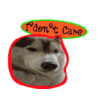 Husky PeDro（個別スタンプ：6）