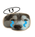Husky PeDro（個別スタンプ：7）