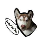 Husky PeDro（個別スタンプ：8）