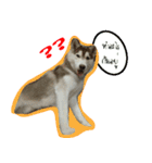 Husky PeDro（個別スタンプ：9）